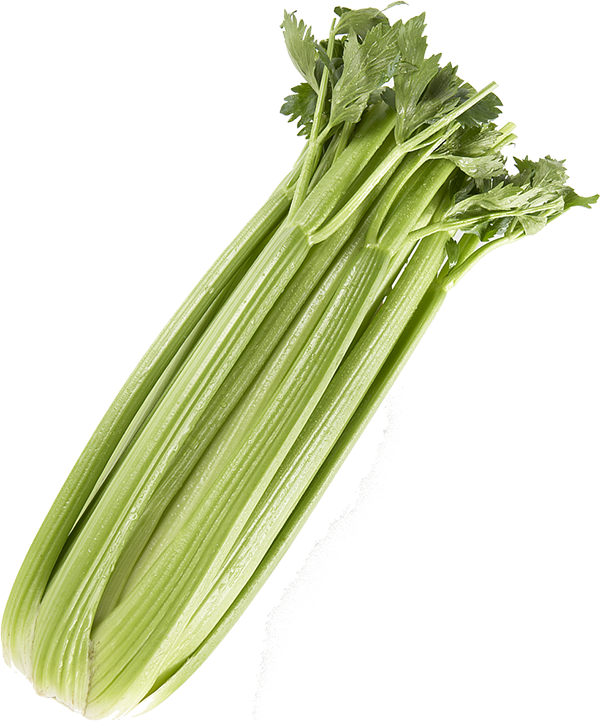 Celery Hearts, Sticks, Recipes, Nutrition, Storing Celery Duda Farm